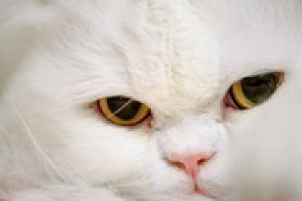 Сайт наркотиков купить